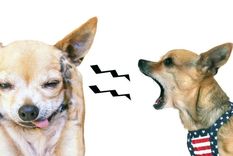 Esto quiere decir tu perro cuando ladra Foto: Peluquería Canina Online