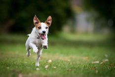 Foto: .thesprucepets.com