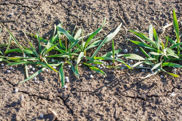 Plantas Foto: Fuente: Shutterstock