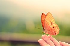MARIPOSAS Estos insectos coloridos suelen encantar a todo aquel que las ve Foto: SHUTTERSTOCK