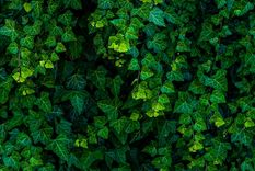 JARDÍN La hiedra es una de las enredaderas más resistes Foto: SHUTTERSTOCK