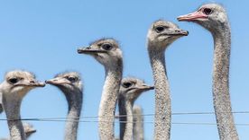 Una bandada de aves, similares a las que se muestra en esta foto tomada en otra granja en 2024, se ha convertido en el último punto de fricción entre Canadá y EE.UU.