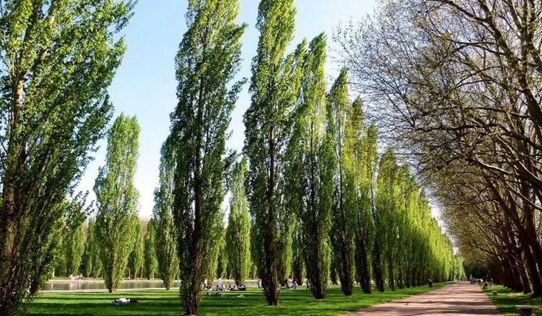álamos Los álamos, centro de una investigación científica. Foto: Efe.