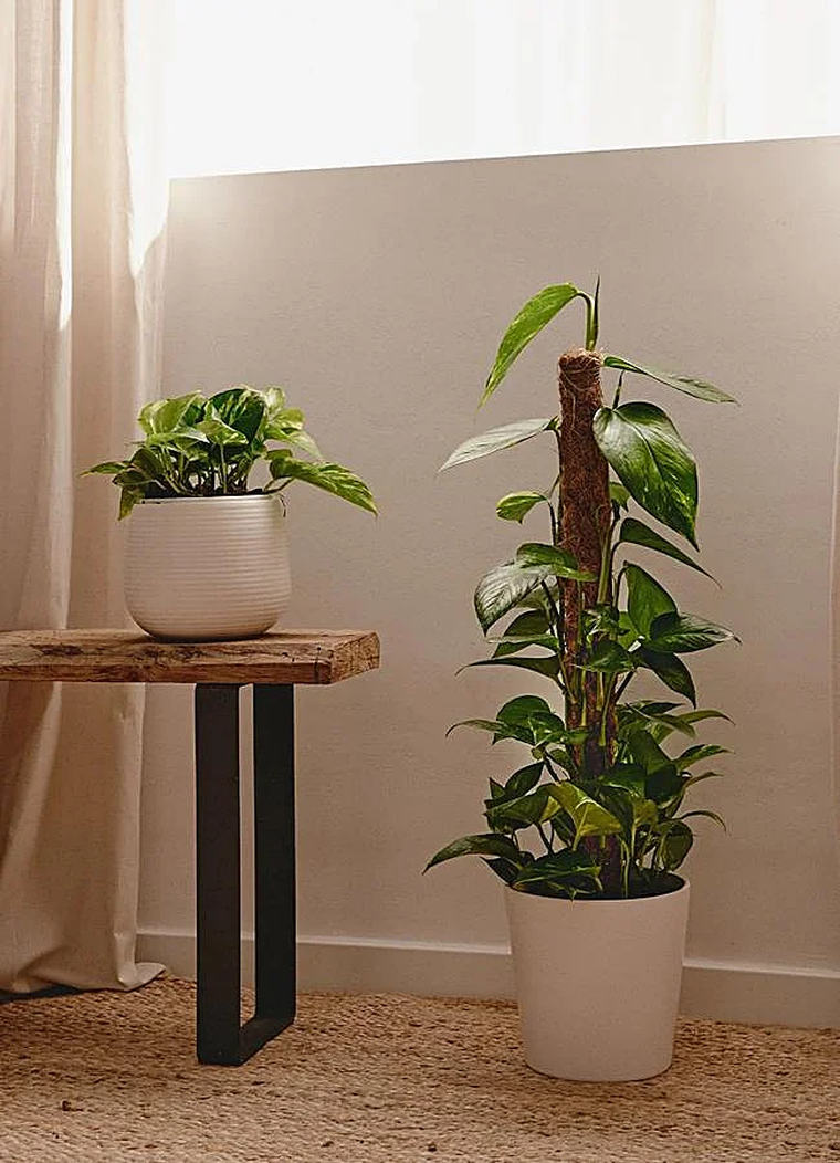 La plana apta para principiantes. La plana apta para principiantes. 