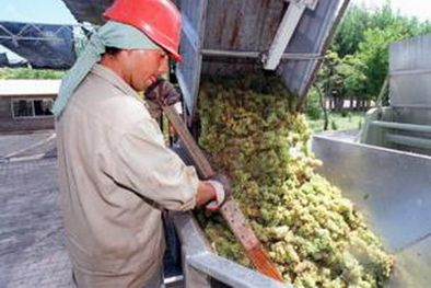 MDZol | La Comisión de Econoía del Senado conoció la evolución de los dos operativos de uva.