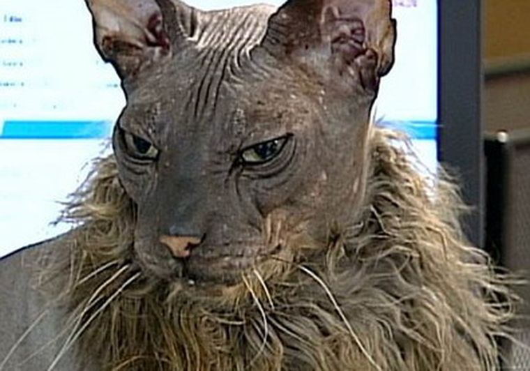 La imagen lo dice todo. Foto: Daily Mail