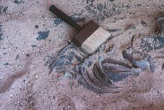 El hallazgo arqueológico descubierto bajo la tierra en un edificio en construcción en Godoy Cruz está siendo investigado. Foto: Imagen ilustrativa