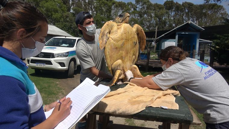La tortuga fue rescatada y devuelta al mar. Foto: Fundación Mundo Marino