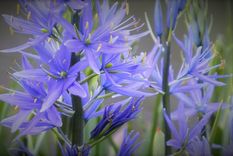 La camassia o jacinto silvestre es una planta cuya siembra se realiza durante el otoño y que puede tolerar el suelo húmedo. Foto: Pixabay - pixabay.com