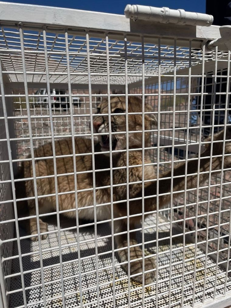 El puma, fue sedado, capturado y liberado en su hábitat natural. Foto: Gendarmería Nacional. Foto: Gendarmería Nacional