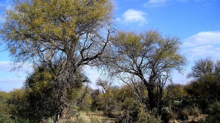 Los bosques nativos de algarrobo son los que más superficie ocupan en Mendoza Foto: Conicet Mendoza