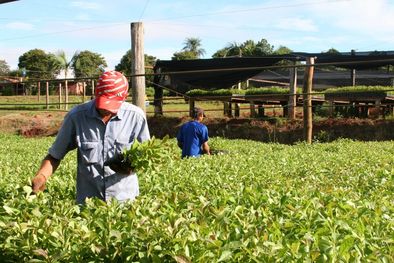 MDZol | La política yerbatera es el centro de la disputa entre las dos principales provincias productoras Foto: INYM