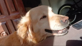 La familia lleva una desesperada búsqueda por Flor, la golden que desapareció en Mar del Plata. La familia lleva una desesperada búsqueda por Flor, la golden que desapareció en Mar del Plata.