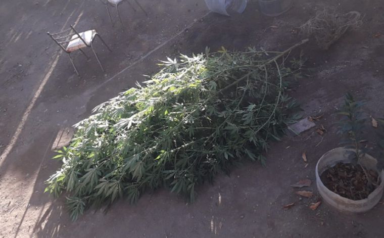 Lucha contra la droga. Foto: Malargüe a Diario