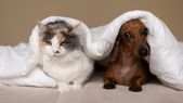 Un propietario informó a un potencial inquilino que si se mudaba con mascotas se le cobraría un alquiler extra de $50.000 por cada una de ellas. Foto: Freepik