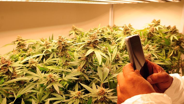 cannabis marihuana planta santa rosa (8).JPG