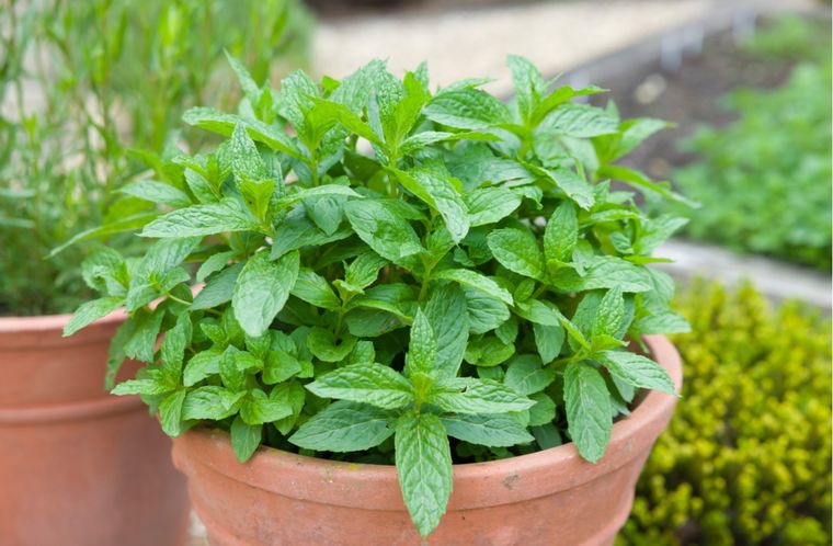 Menta Consejos para su cultivo Foto: Shutterstock