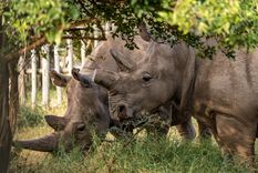 Foto: @RioWildPhotos