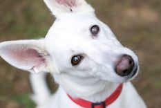 Un estudio reveló por qué los perros tienen este comportamiento. Foto: Shutterstock