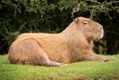 Los carpinchos son roedores bastante amigables que hasta pueden ser entrenados como mascotas Foto: Hogarmanía