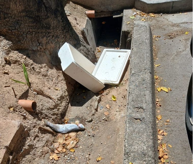 Pescado en estado de descomposición, en plena Arístides.