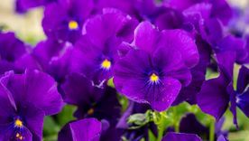 Estas flores son perfectas para plantar en marzo en el jardín. Estas flores son perfectas para plantar en marzo en el jardín.