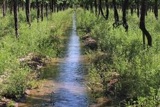 Los robos a productores generan pérdidas millonarias Foto: acovi.com.ar