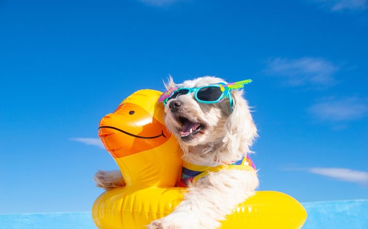 Mascotas Consejos para cuidarlas del calor Foto: Shutterstock