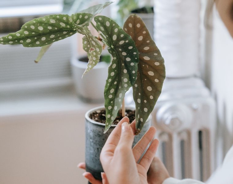 Estas plantas funcionan con poca luz.