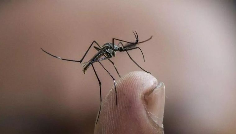 Un hombre de 79 años, oriundo de la ciudad de Casilda, presentaba enfermedades crónicas preexistentes  que se complicaron tras infectarse con dengue. Foto: EFE