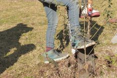 navidad viva: una ong invita a celebrar plantando un bosque navideno