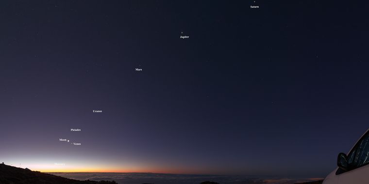 El mejor momento para verlos será en el amanecer y atardecer. Foto: Shutterstock