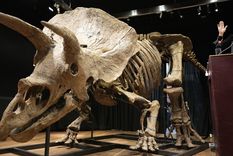 Big John, el mayor triceratops descubierto hasta ahora. Foto: Efe.