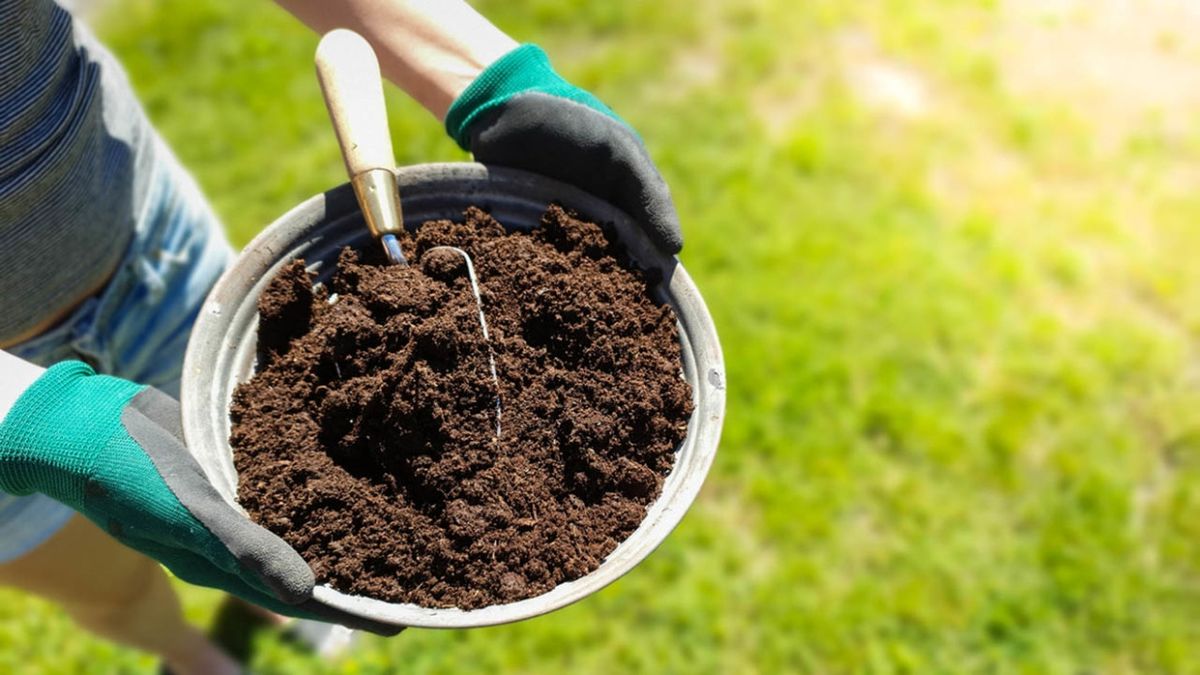 Si tu planta no crece, la solución está en este sustrato casero