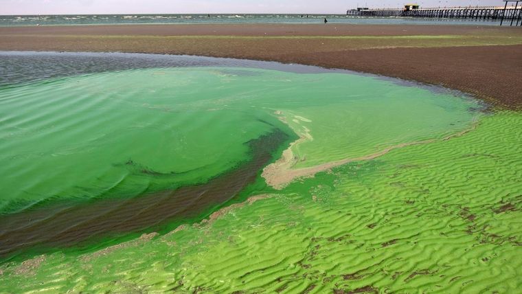 CIANOBACTERIAS La floración de estas bacterias se da en condiciones de temperaturas extremas Foto: Gentileza Carlos Brigo / TÉLAM