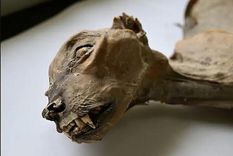 El hallazgo de estas momias sorprende por la gran cantidad de información que aportan sobre el pasado de la especie.&nbsp;