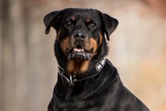 Rottweiler Perro, manada Foto: Canva Rottweiler Perro, manada Foto: Canva