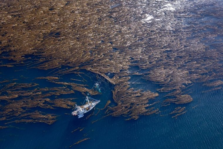 Bosques marinos, la ilusión contra el cambio climático. Foto: Crédito: Armando Vega / National Geographic