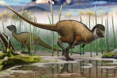 estos son los herederos aviares actuales de los dinosaurios