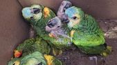 rescataron a mas de 13 loros habladores a punto de ser vendidos por redes sociales rescataron a mas de 13 loros habladores a punto de ser vendidos por redes sociales
