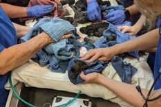 Parte de los perritos siendo atendidos por personal veterinario