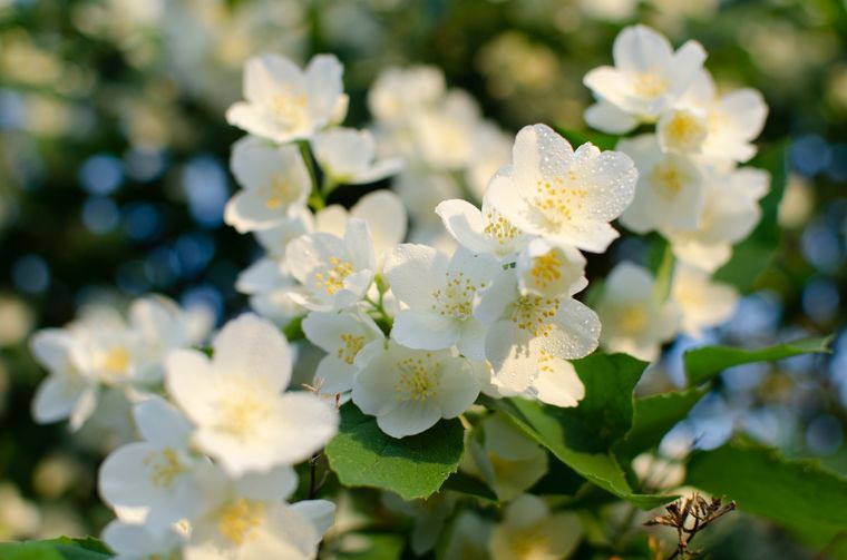 JARDÍN Estas plantas son oriundas de las regiones tropicales del Viejo Mundo Foto: SHUTTERSTOCK