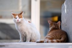 Estos son los síntomas del gato cuando tiene estrés Foto: Freepick