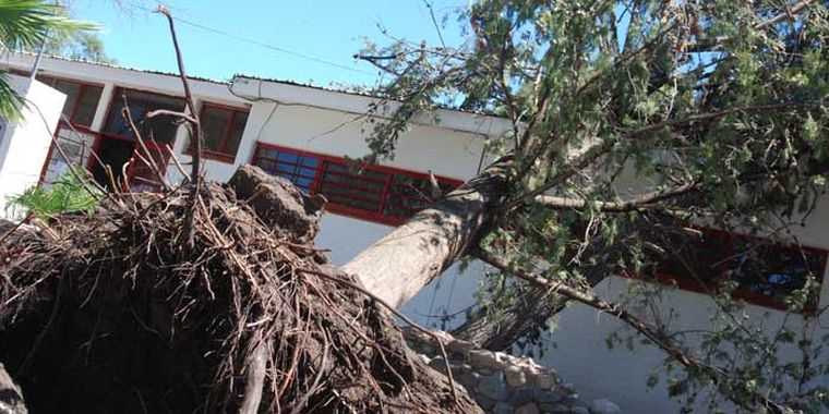 Un árbol fue arrancado de raíz por la furia del viento tipo tornado. Foto: Santiago Ábalos/ Mediamza.com
