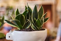 La sansevieria no necesita absolutamente nada más que unos rayitos de luz para sobrevivir. Foto: @claudivalentina