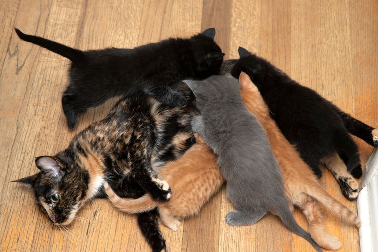 Los gatos domésticos pueden tener distintos colores y patrones de pelaje que muchas personas confunden con razas. Foto: Shutterstock Los gatos domésticos pueden tener distintos colores y patrones de pelaje que muchas personas confunden con razas. Foto: Shutterstock