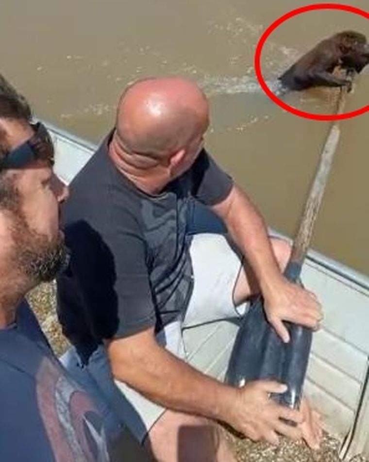 Amigos Los camioneros decidieron darle una mano al animalito.