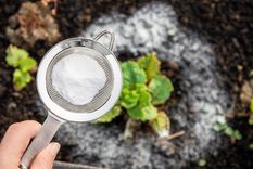 El uso del bicarbonato de sodio es clave para proteger y revitalizar las plantas Foto: SHUTTERSTOCK