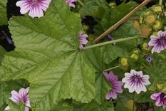 La Malva es una planta muy resistente y con muchas propiedades beneficiosas para la salud Foto: Flores y jardín