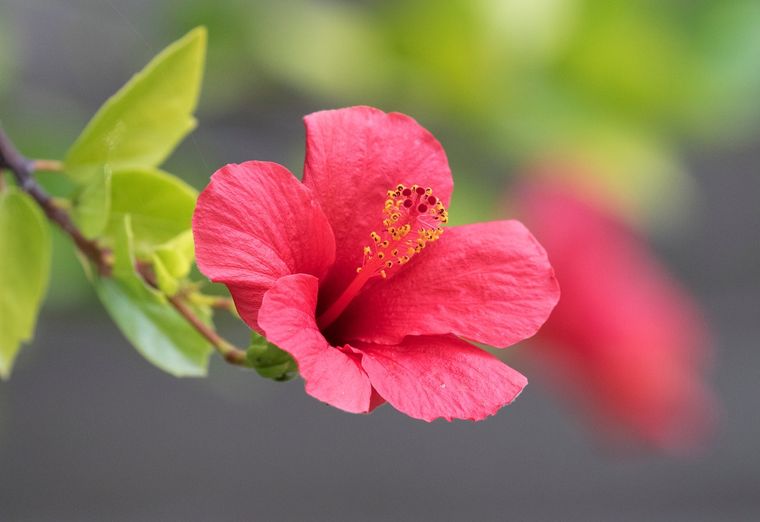 JARDÍN El hibisco es un género de más de 150 especies Foto: SHUTTERSTOCK